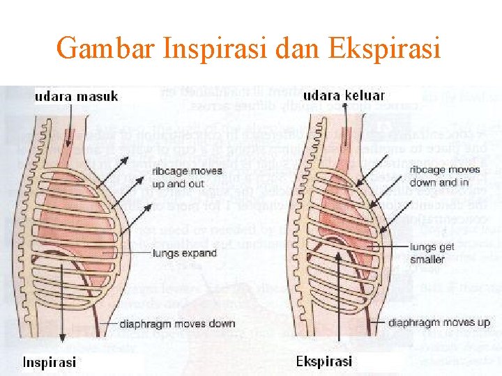 Gambar Inspirasi dan Ekspirasi Free template from www. brainybetty. com 10 