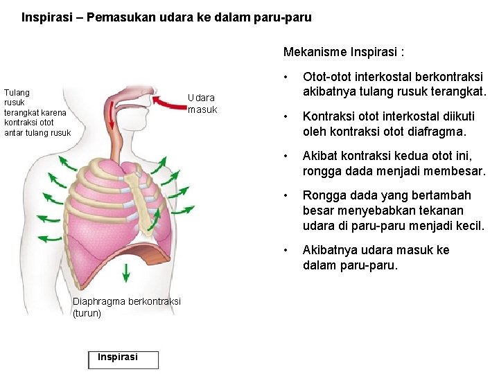 Inspirasi – Pemasukan udara ke dalam paru-paru Mekanisme Inspirasi : Tulang rusuk terangkat karena