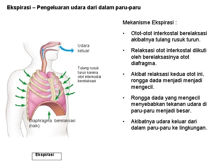 Ekspirasi – Pengeluaran udara dari dalam paru-paru Mekanisme Ekspirasi : Udara keluar Tulang rusuk