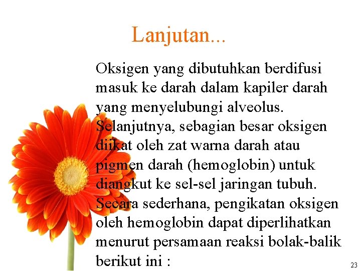 Lanjutan. . . Oksigen yang dibutuhkan berdifusi masuk ke darah dalam kapiler darah yang