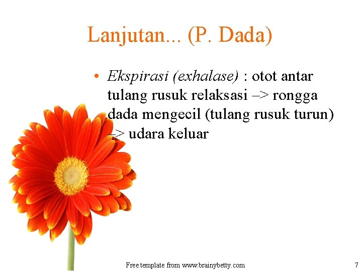 Lanjutan. . . (P. Dada) • Ekspirasi (exhalase) : otot antar tulang rusuk relaksasi