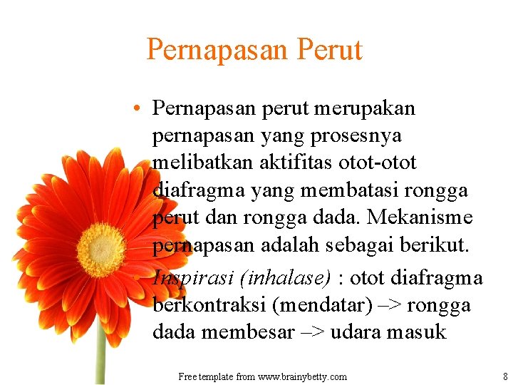 Pernapasan Perut • Pernapasan perut merupakan pernapasan yang prosesnya melibatkan aktifitas otot-otot diafragma yang