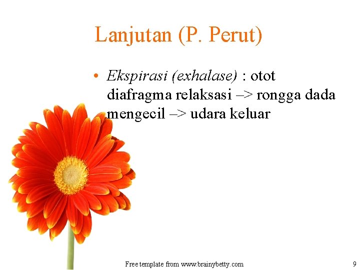 Lanjutan (P. Perut) • Ekspirasi (exhalase) : otot diafragma relaksasi –> rongga dada mengecil