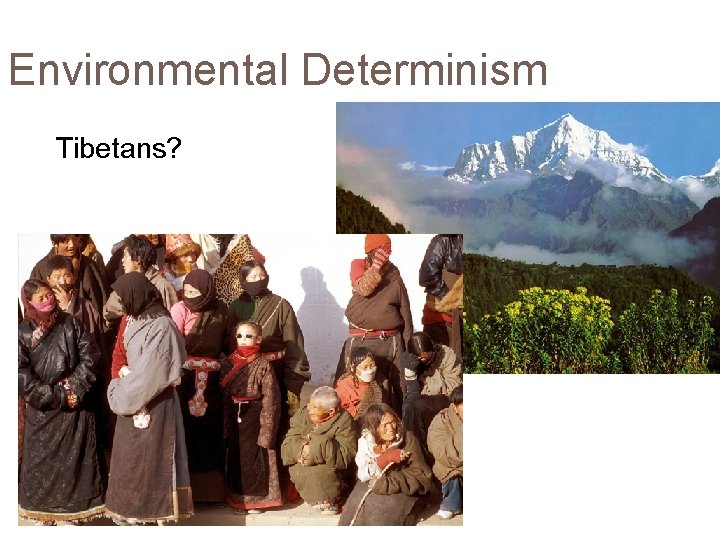 Environmental Determinism Tibetans? 