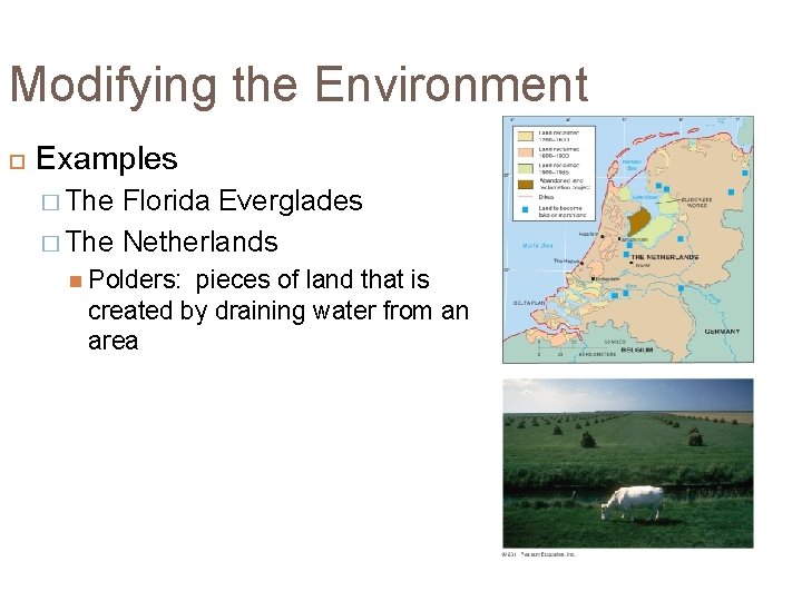 Modifying the Environment Examples � The Florida Everglades � The Netherlands Polders: pieces of