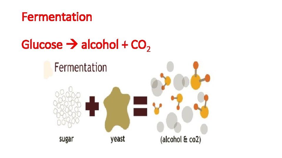 Fermentation Glucose alcohol + CO 2 