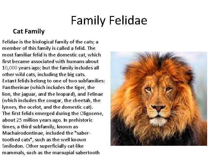 Cat Family Felidae is the biological family of the cats; a member of this