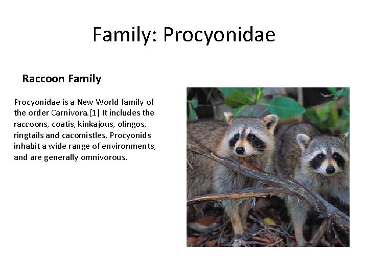 Family: Procyonidae Raccoon Family Procyonidae is a New World family of the order Carnivora.