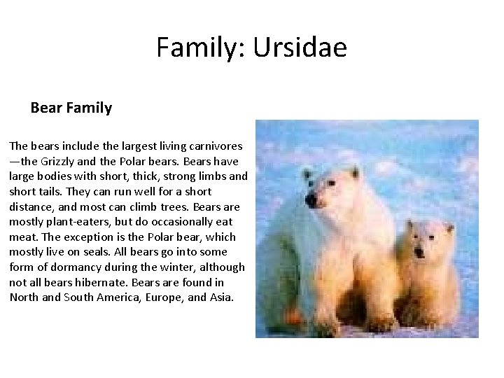 Family: Ursidae Bear Family The bears include the largest living carnivores —the Grizzly and