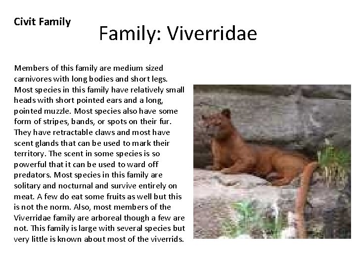 Civit Family: Viverridae Members of this family are medium sized carnivores with long bodies