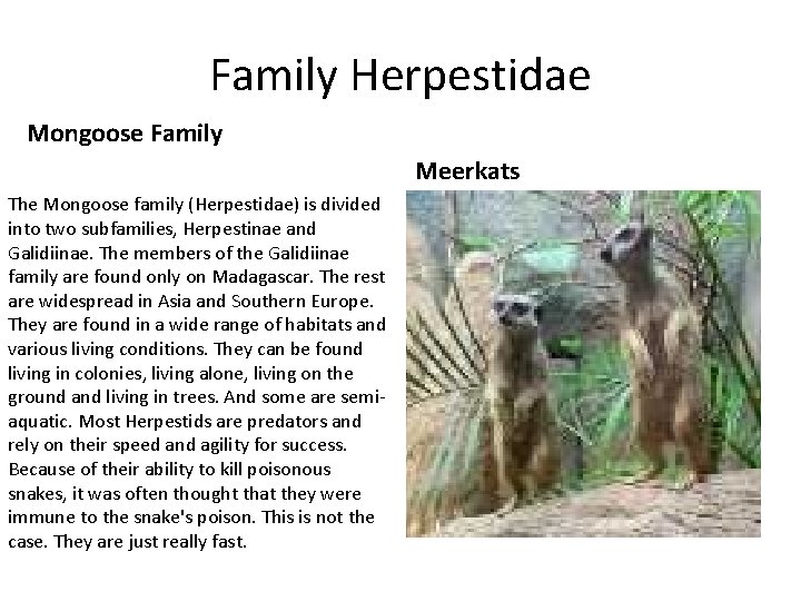 Family Herpestidae Mongoose Family Meerkats The Mongoose family (Herpestidae) is divided into two subfamilies,
