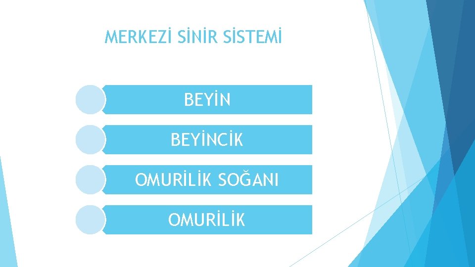 MERKEZİ SİNİR SİSTEMİ BEYİNCİK OMURİLİK SOĞANI OMURİLİK 