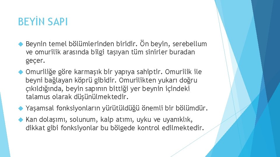 BEYİN SAPI Beynin temel bölümlerinden biridir. Ön beyin, serebellum ve omurilik arasında bilgi taşıyan