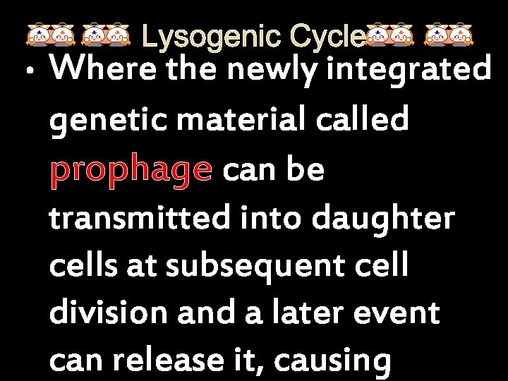 Lysogenic Cycle • Where the newly integrated genetic material called prophage can be transmitted