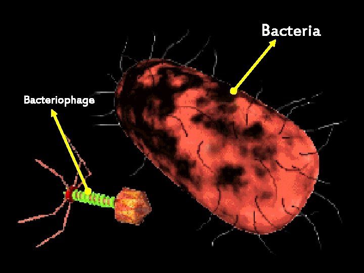 Bacteria Bacteriophage 