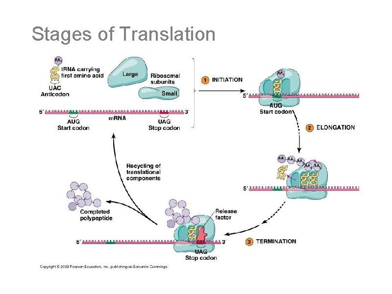 Stages of Translation 