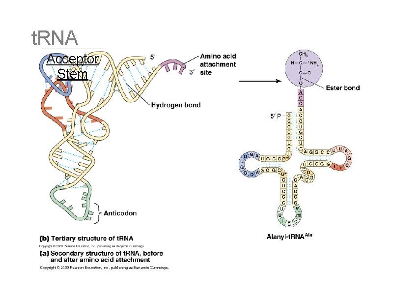 t. RNA Acceptor Stem Anticodon 