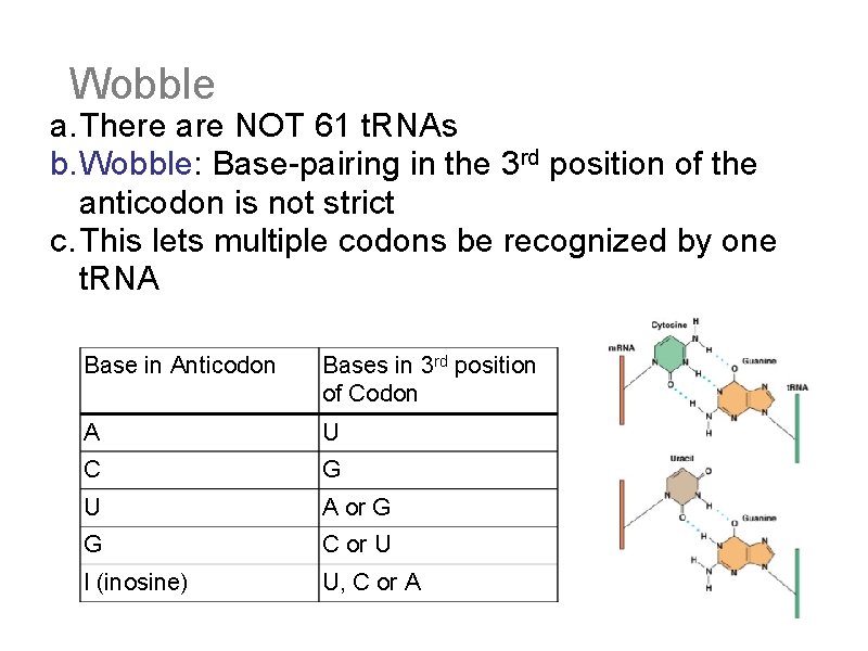 Wobble a. There are NOT 61 t. RNAs b. Wobble: Base-pairing in the 3