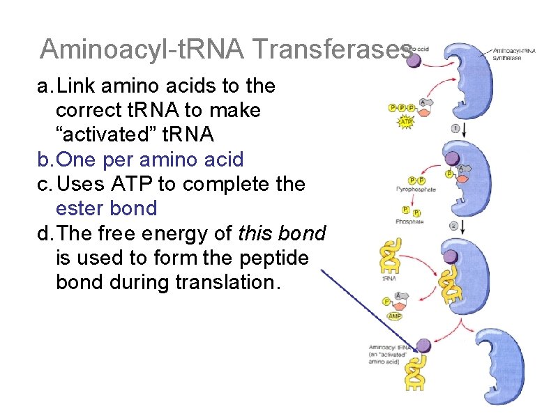 Aminoacyl-t. RNA Transferases a. Link amino acids to the correct t. RNA to make