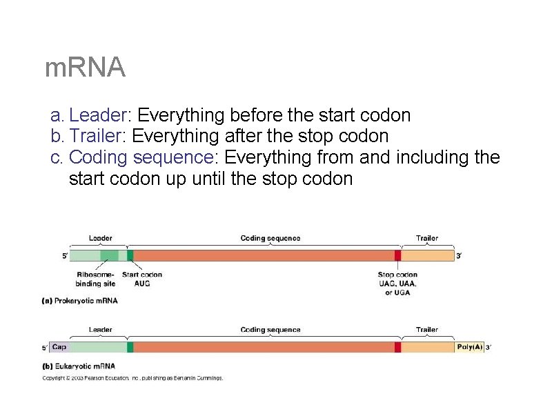 m. RNA a. Leader: Everything before the start codon b. Trailer: Everything after the