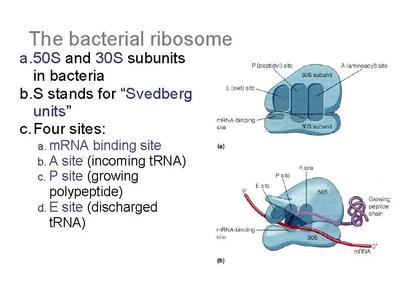 The bacterial ribosome a. 50 S and 30 S subunits in bacteria b. S