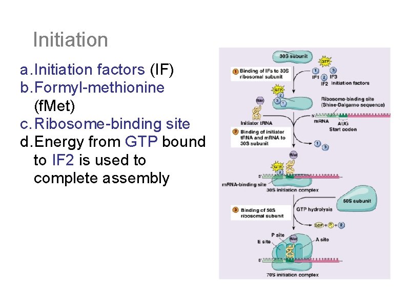 Initiation a. Initiation factors (IF) b. Formyl-methionine (f. Met) c. Ribosome-binding site d. Energy