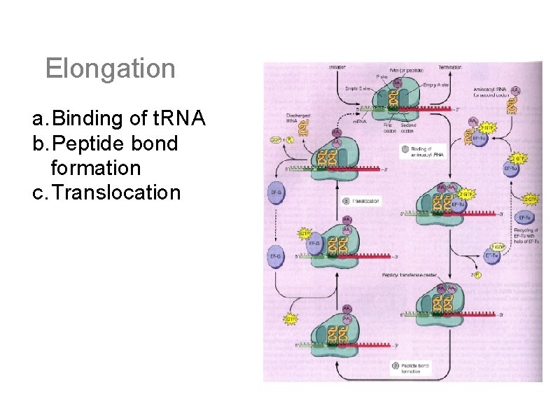 Elongation a. Binding of t. RNA b. Peptide bond formation c. Translocation 