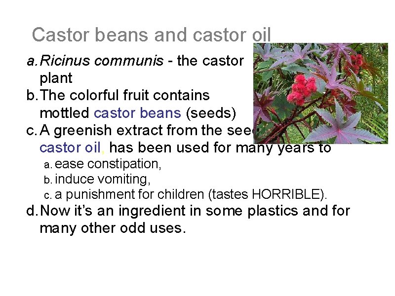 Castor beans and castor oil a. Ricinus communis - the castor plant b. The