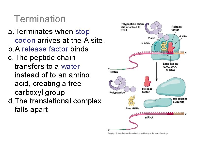 Termination a. Terminates when stop codon arrives at the A site. b. A release