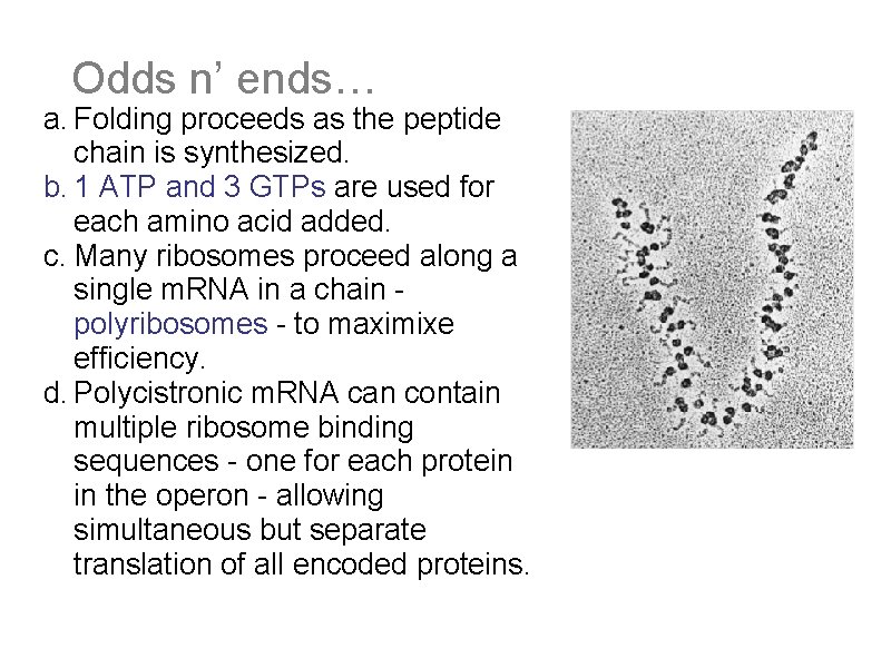 Odds n’ ends… a. Folding proceeds as the peptide chain is synthesized. b. 1