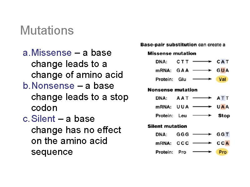 Mutations a. Missense – a base change leads to a change of amino acid