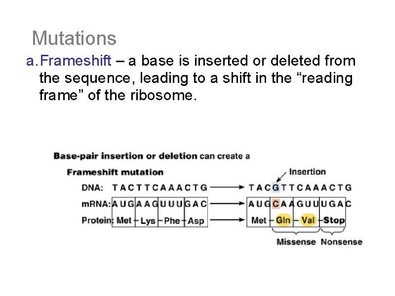 Mutations a. Frameshift – a base is inserted or deleted from the sequence, leading