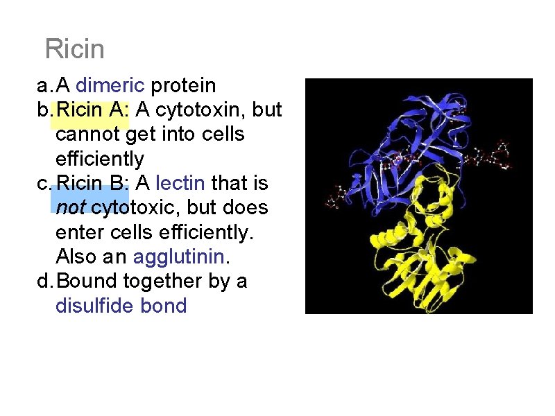 Ricin a. A dimeric protein b. Ricin A: A cytotoxin, but cannot get into