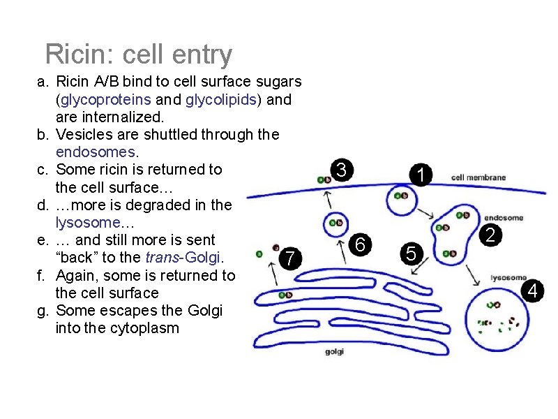 Ricin: cell entry a. Ricin A/B bind to cell surface sugars (glycoproteins and glycolipids)