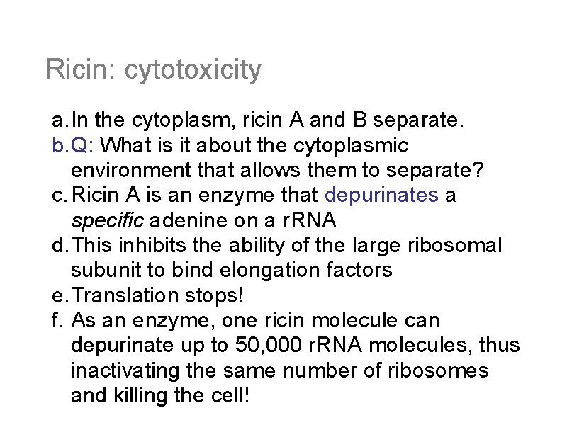 Ricin: cytotoxicity a. In the cytoplasm, ricin A and B separate. b. Q: What