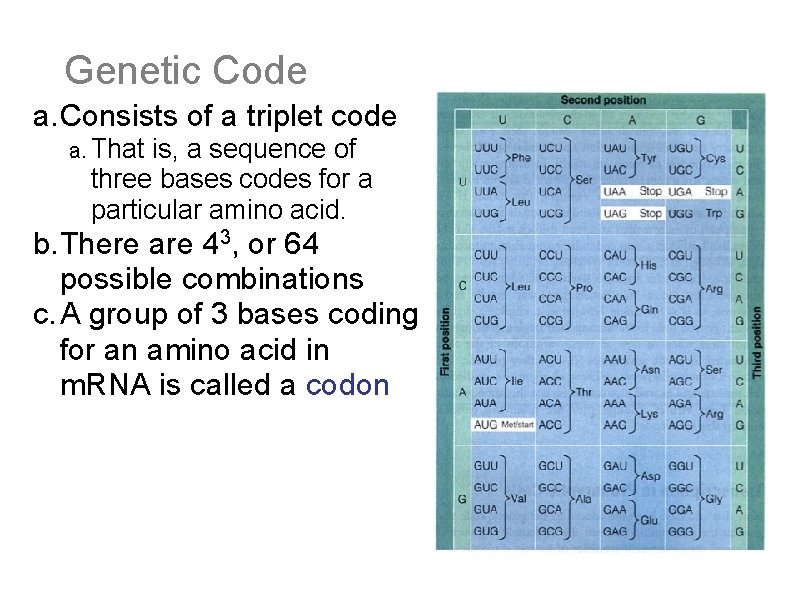 Genetic Code a. Consists of a triplet code a. That is, a sequence of