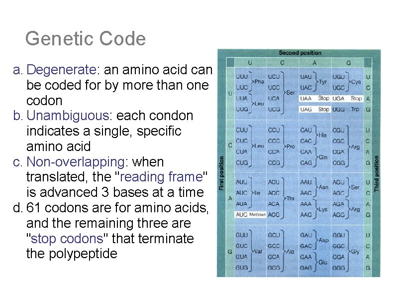 Genetic Code a. Degenerate: an amino acid can be coded for by more than