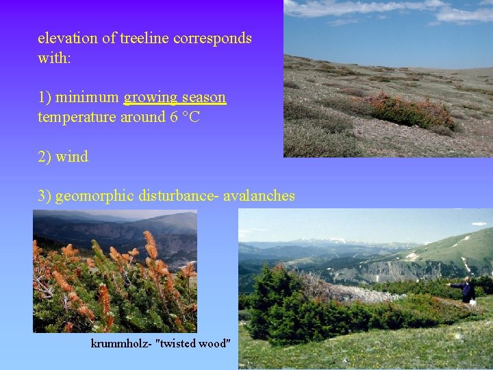 elevation of treeline corresponds with: 1) minimum growing season temperature around 6 °C 2)