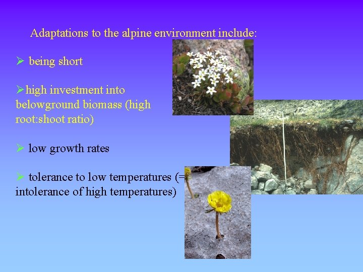 Adaptations to the alpine environment include: Ø being short Øhigh investment into belowground biomass