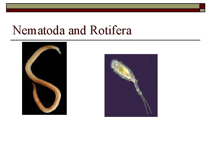 Nematoda and Rotifera 