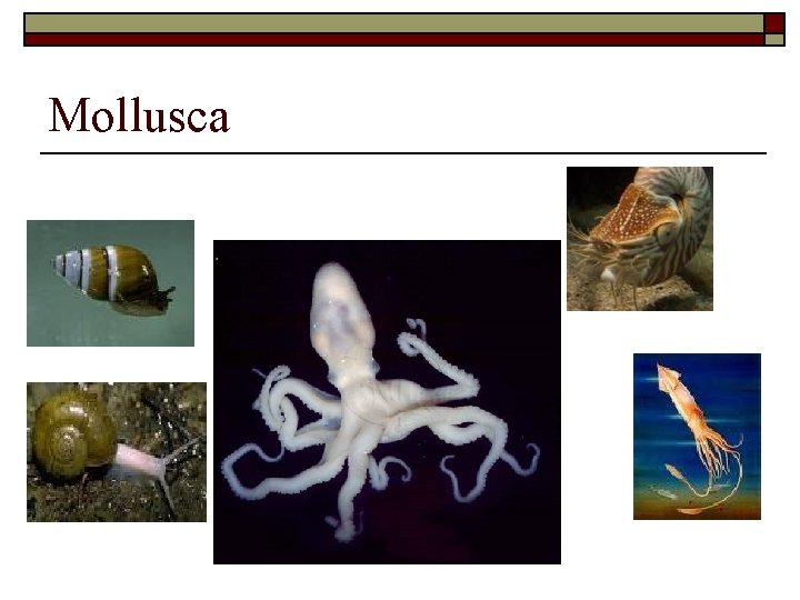 Mollusca 