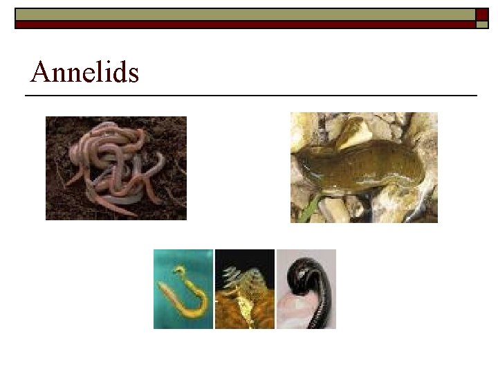 Annelids 