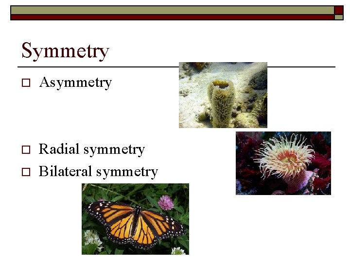 Symmetry o Asymmetry o Radial symmetry Bilateral symmetry o 