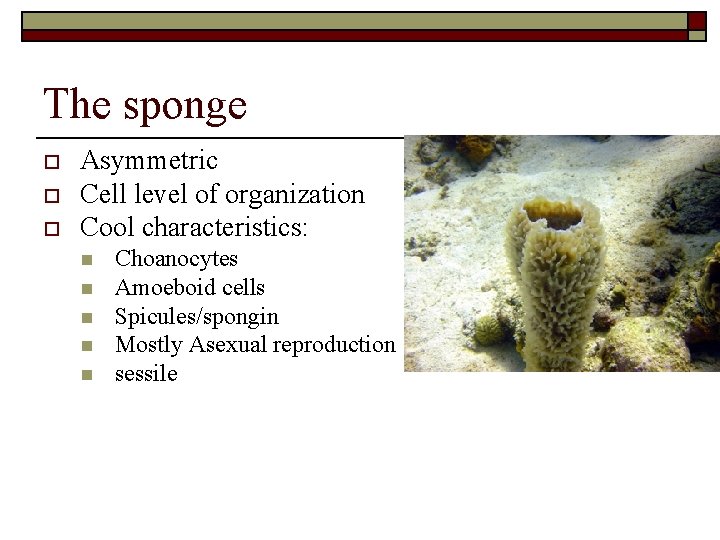 The sponge o o o Asymmetric Cell level of organization Cool characteristics: n n