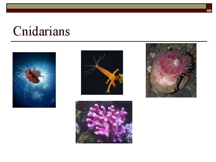 Cnidarians 