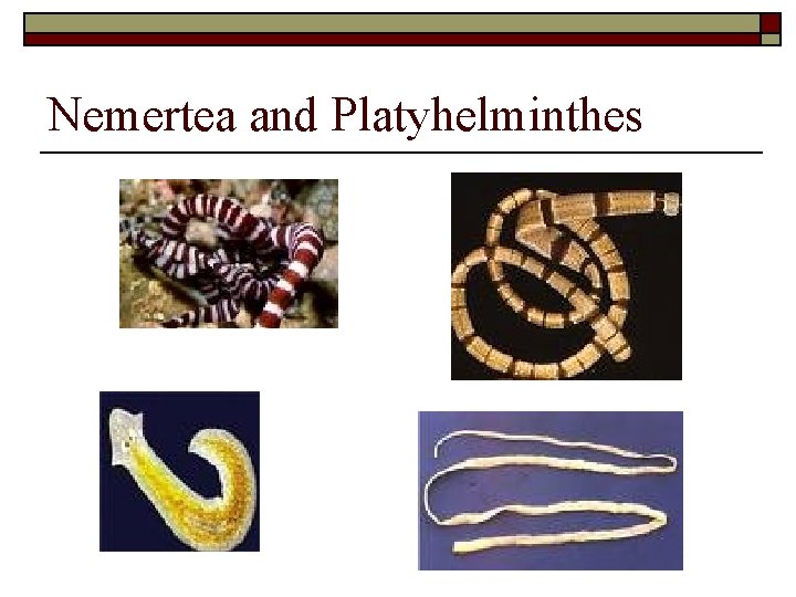 Nemertea and Platyhelminthes 