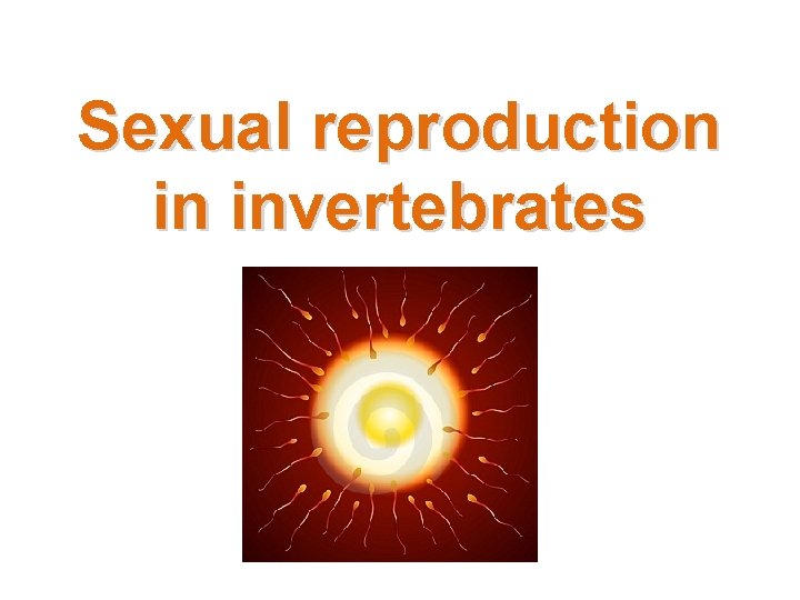 Sexual reproduction in invertebrates 
