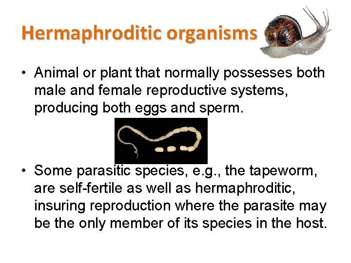 Hermaphroditic organisms • Animal or plant that normally possesses both male and female reproductive