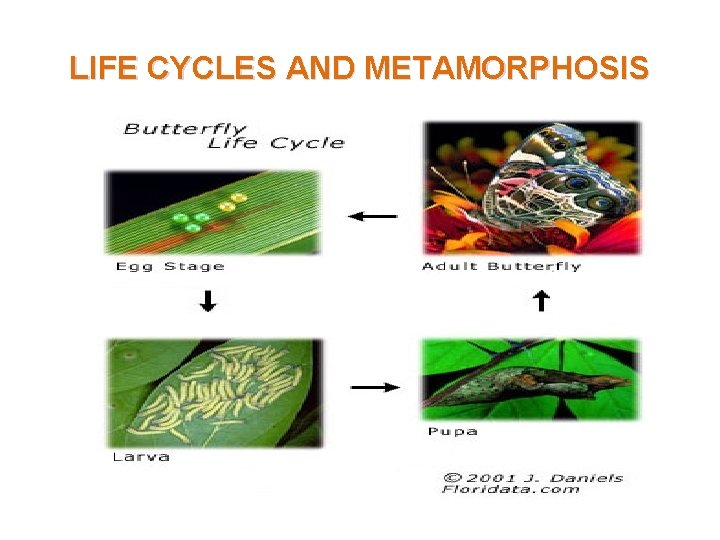 LIFE CYCLES AND METAMORPHOSIS 