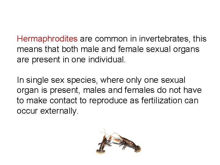 INVERTEBRATES REPRODUCTION Mara Paula Vlez R Some characteristics